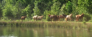 Little Creek Quarter Horse Horses in Pasture Environment