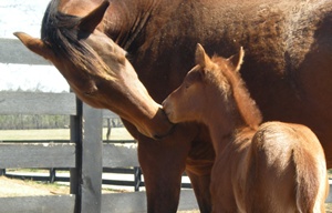 Foal and Mother